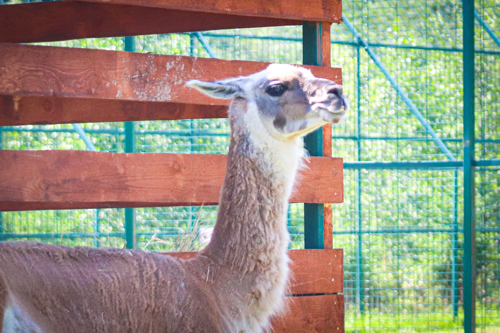 клин, общество, животные, туризм,