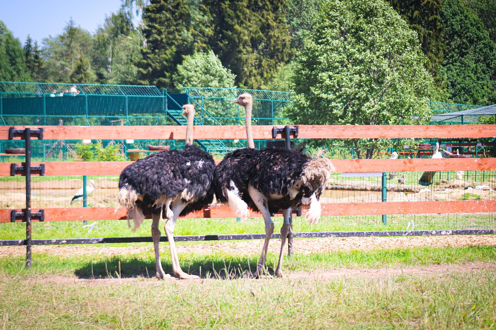 клин, общество, животные, туризм,