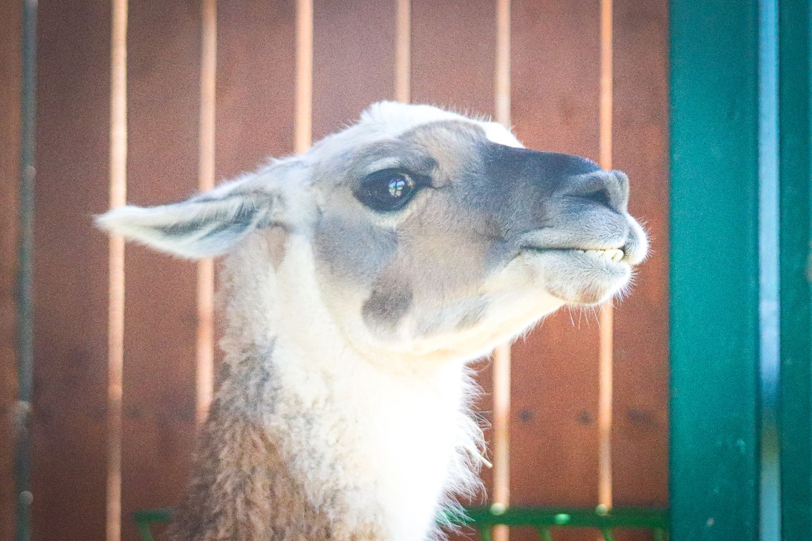 клин, общество, животные, туризм,