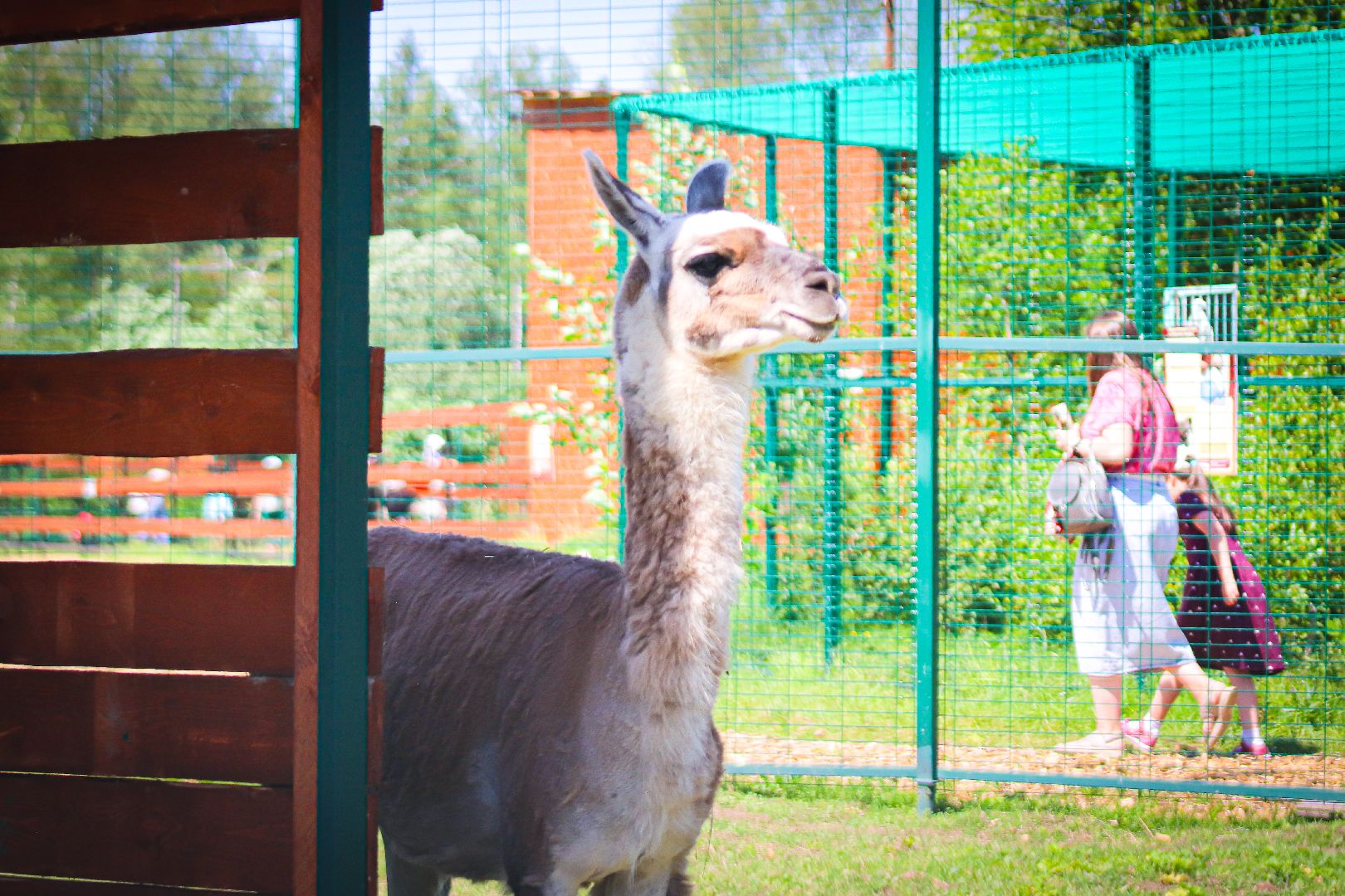 клин, общество, животные, туризм,