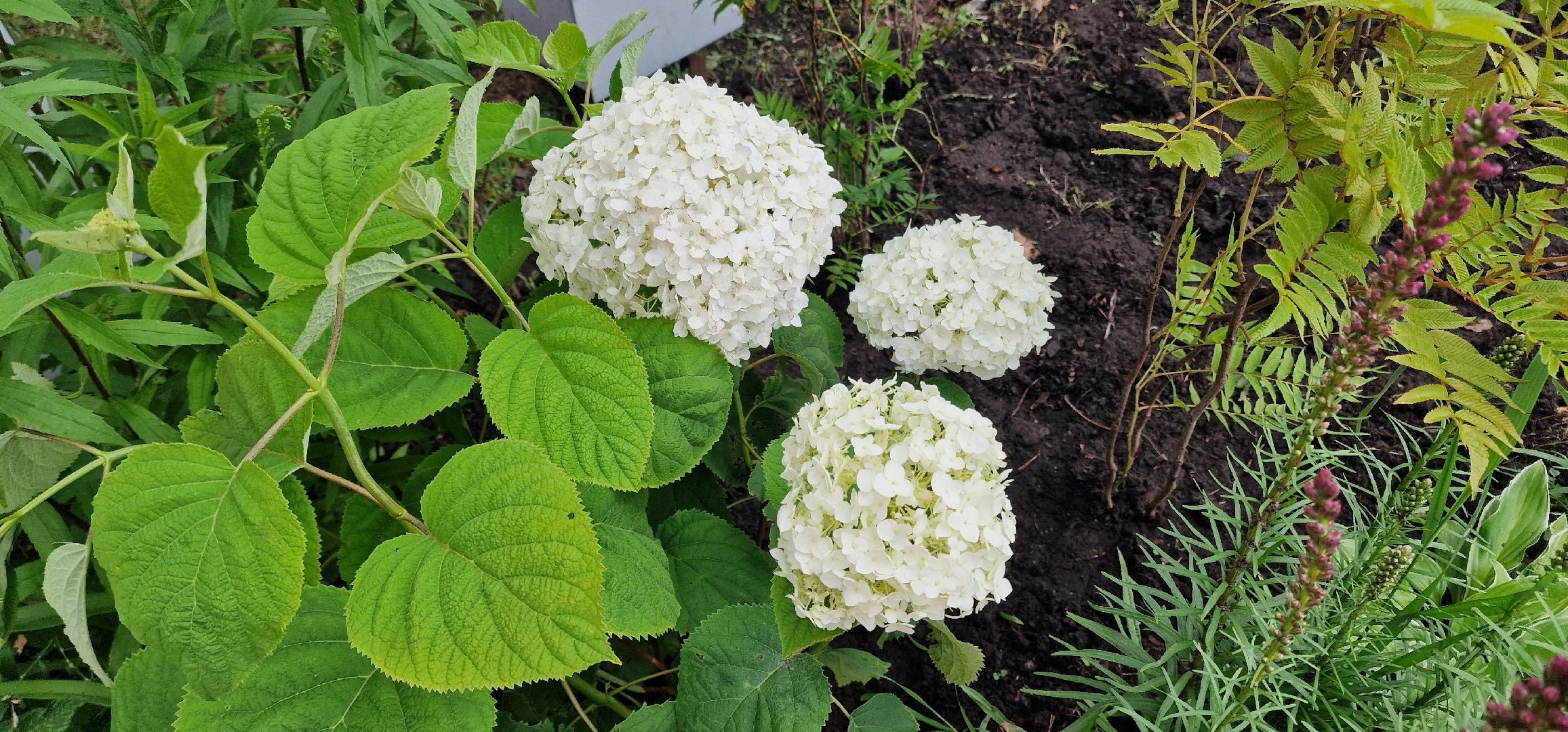 Балашиха, парк пехорка, высадка цветов,