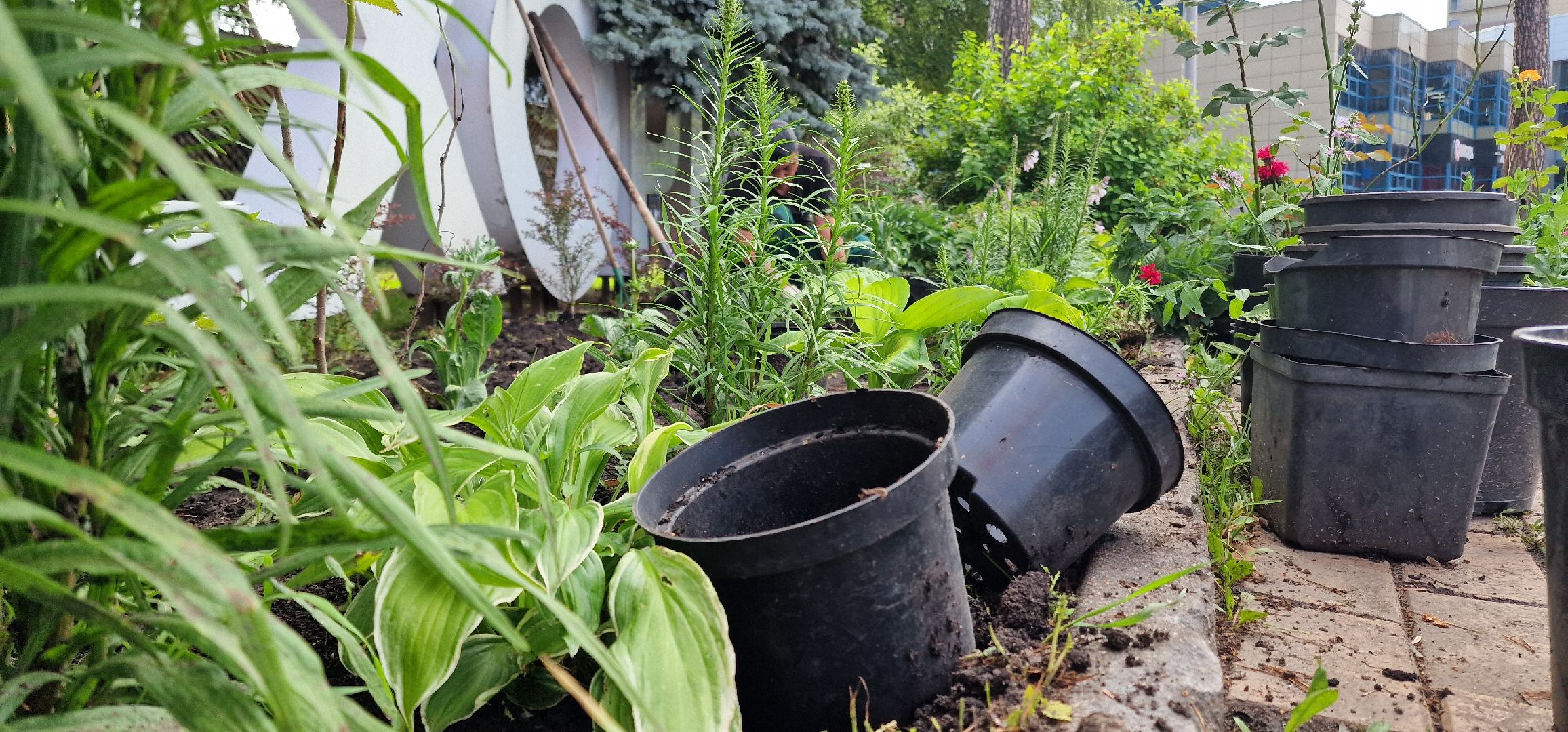 Балашиха, парк пехорка, высадка цветов,