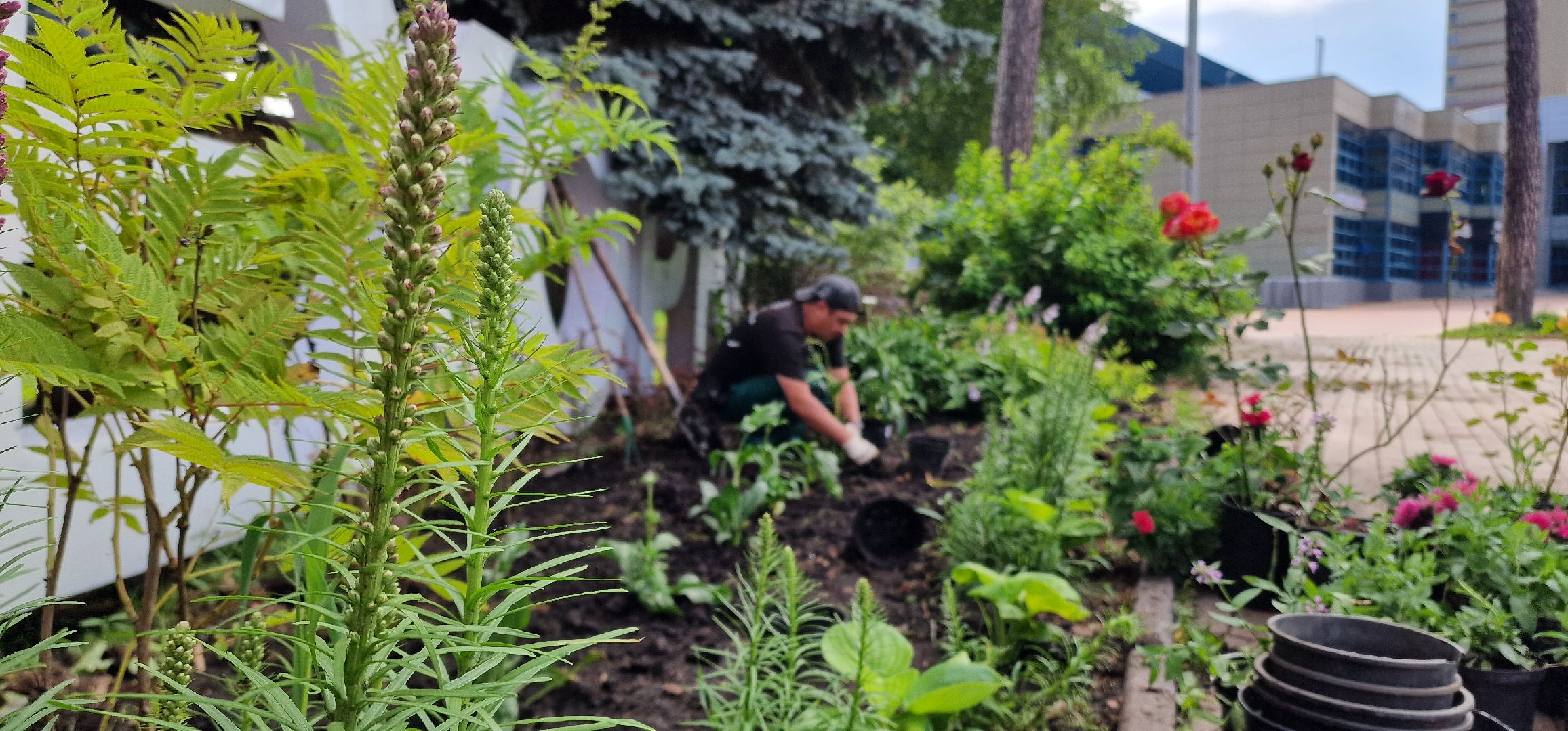 Балашиха, парк пехорка, высадка цветов,