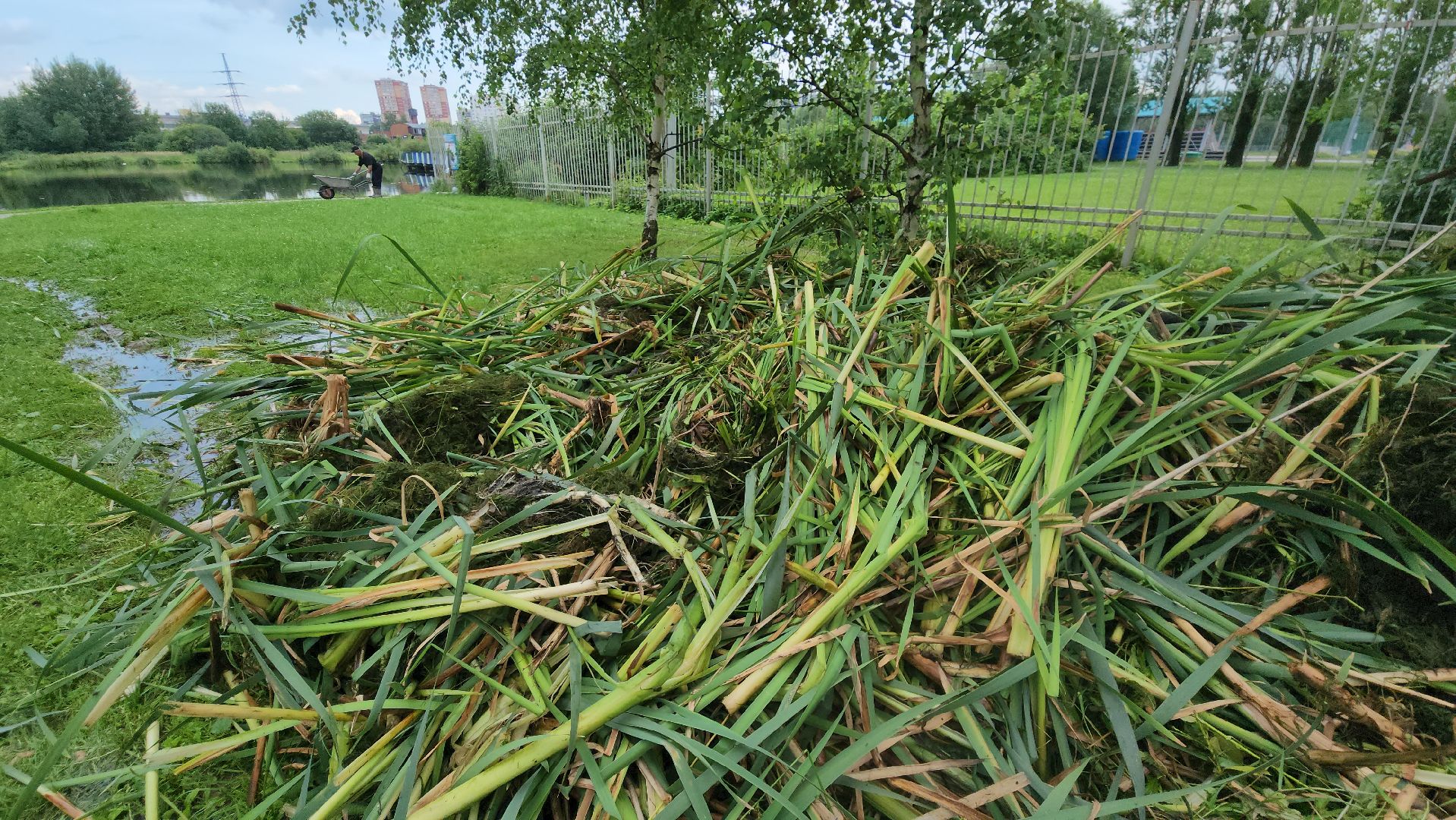 Очистка водоема , Благоустройство пруда, санитарная очистка пруда, Санитарно-экологическая очистка водоема, Лобня,