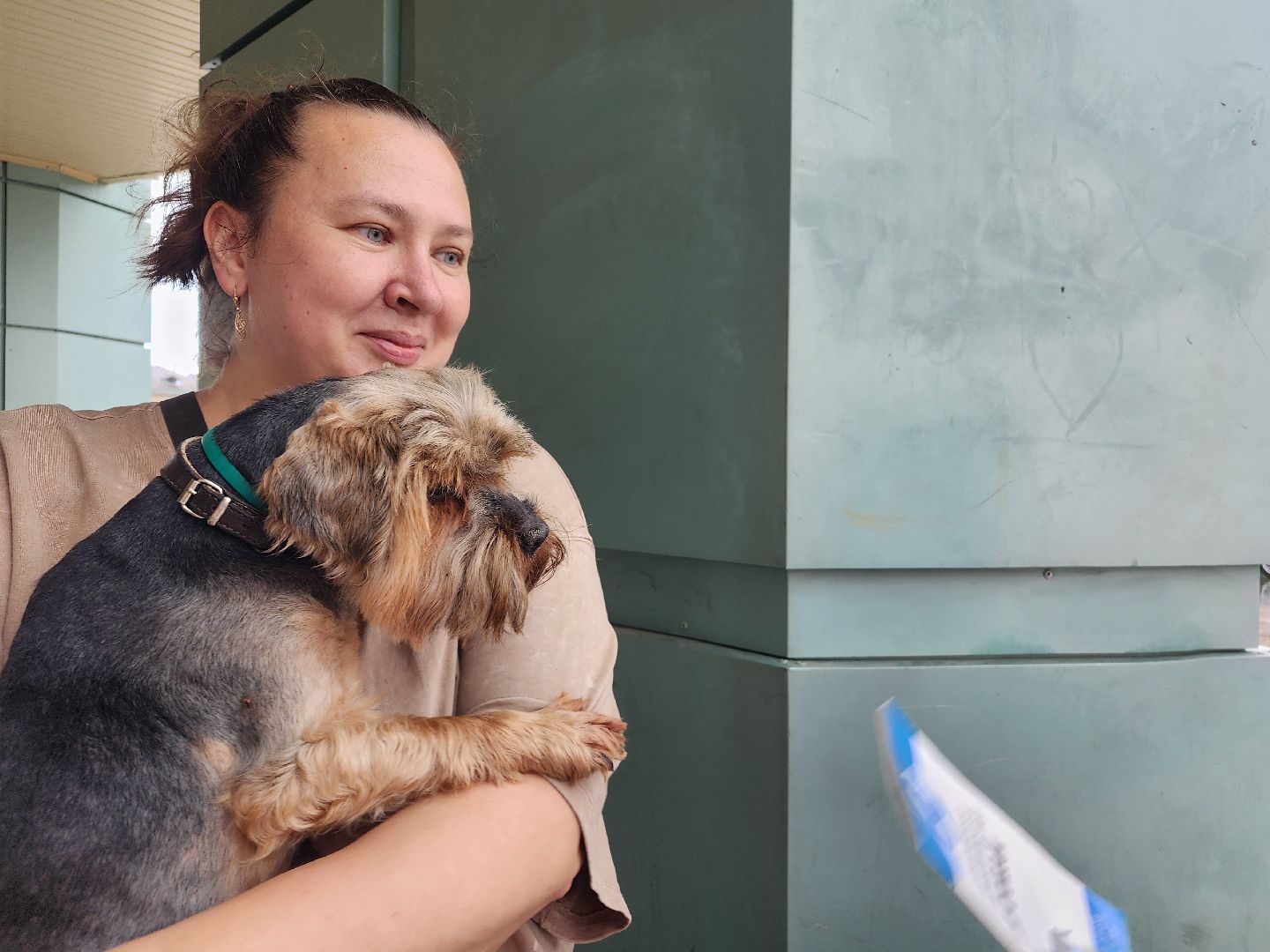 фрязино, чипирование домашних животных, домашние животные, ветеринарная служба,