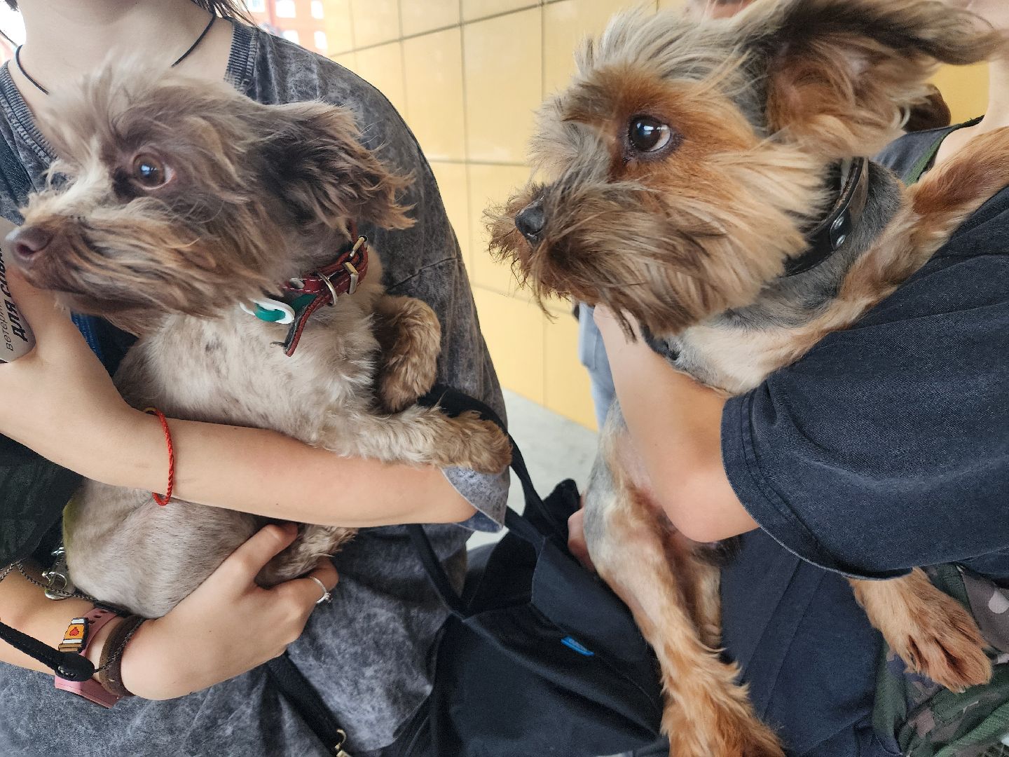 фрязино, чипирование домашних животных, домашние животные, ветеринарная служба,