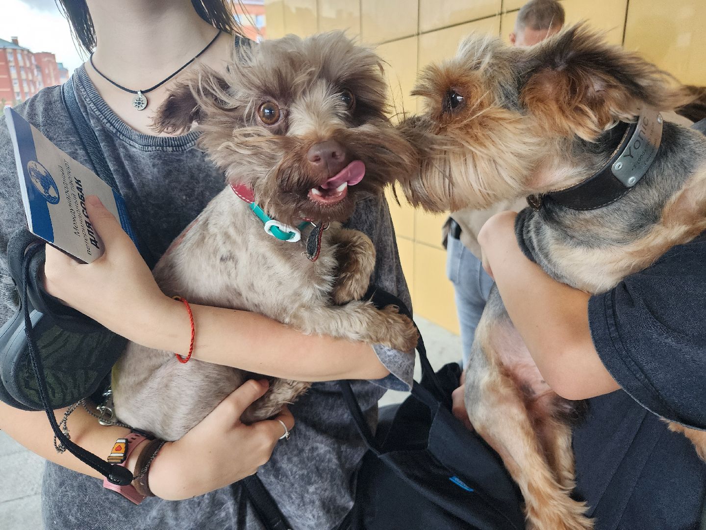 фрязино, чипирование домашних животных, домашние животные, ветеринарная служба,