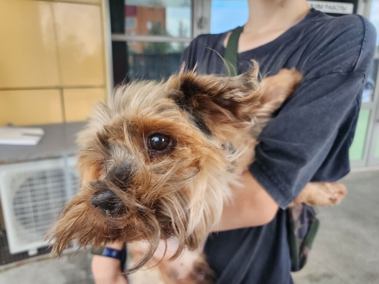 фрязино, чипирование домашних животных, домашние животные, ветеринарная служба,