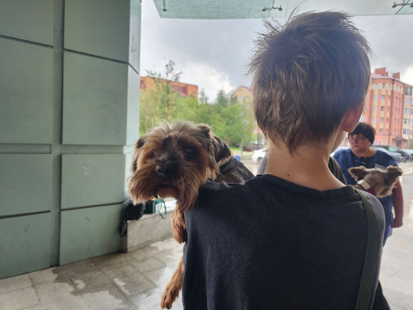 фрязино, чипирование домашних животных, домашние животные, ветеринарная служба,