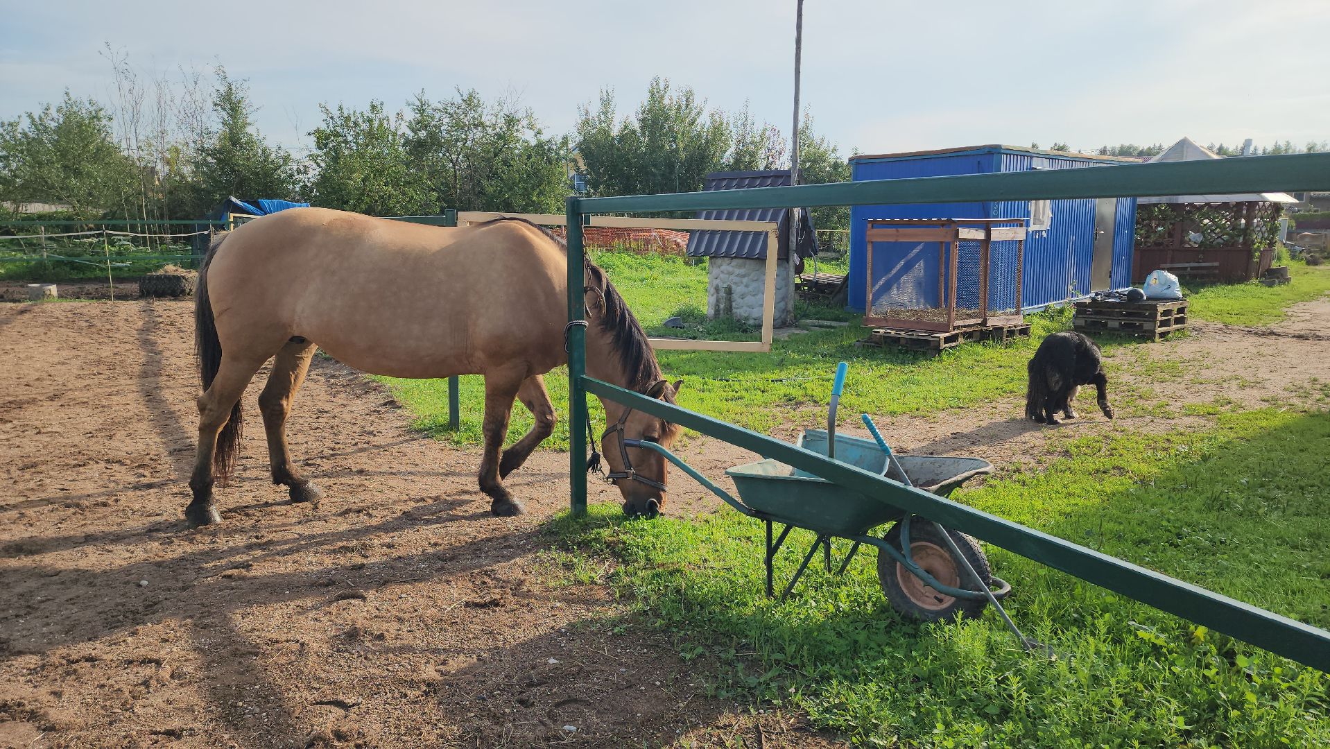 Конный клуб, Лобня , конная школа, Езда на лошадях,