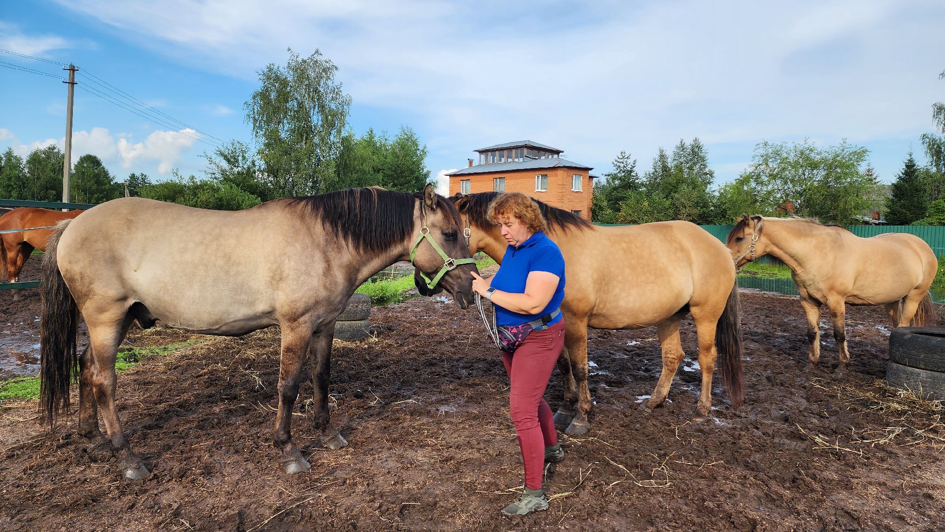Конный клуб, Лобня , конная школа, Езда на лошадях,