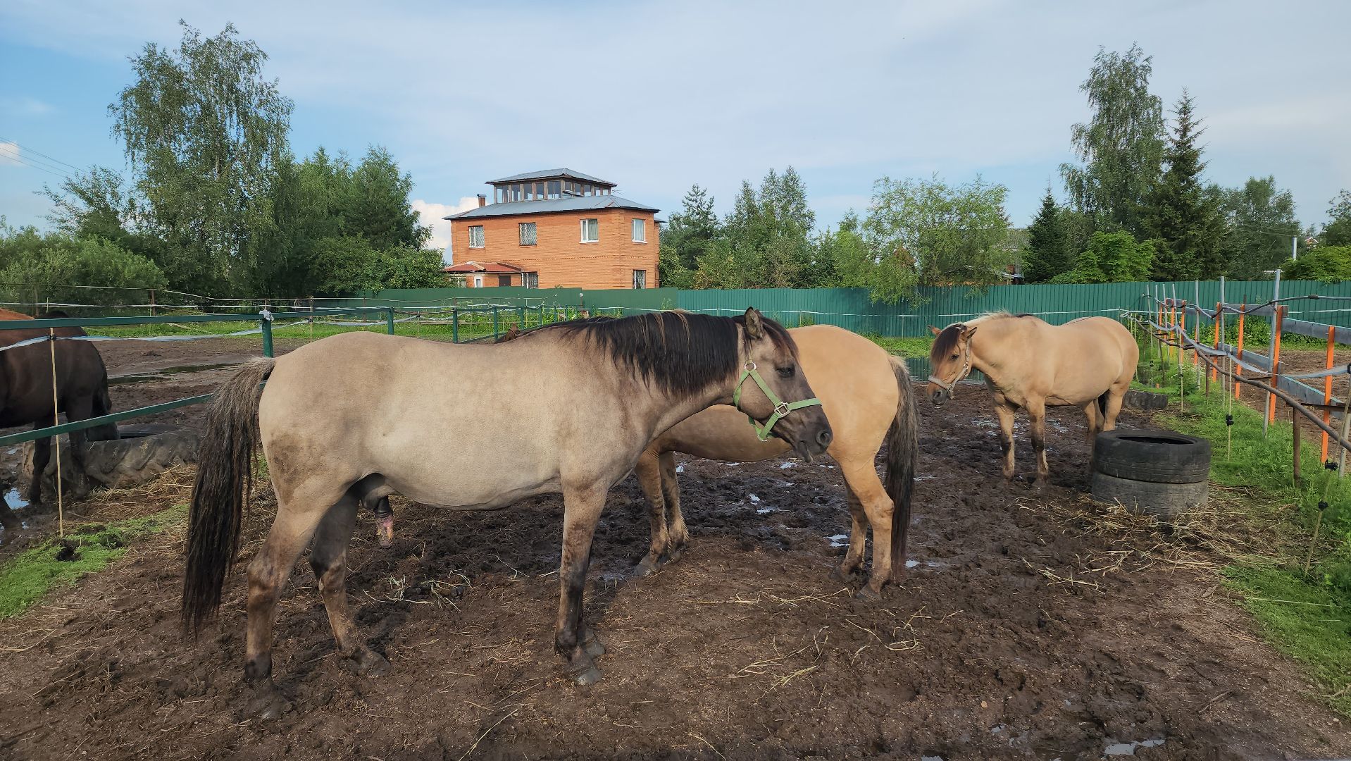 Конный клуб, Лобня , конная школа, Езда на лошадях,