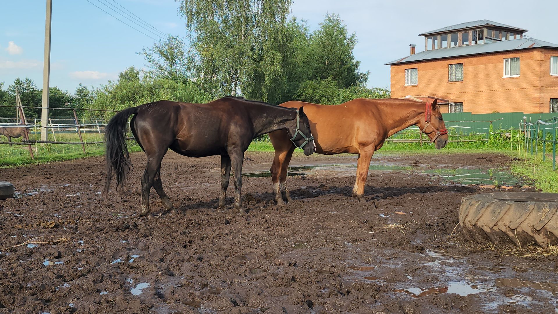 Конный клуб, Лобня , конная школа, Езда на лошадях,