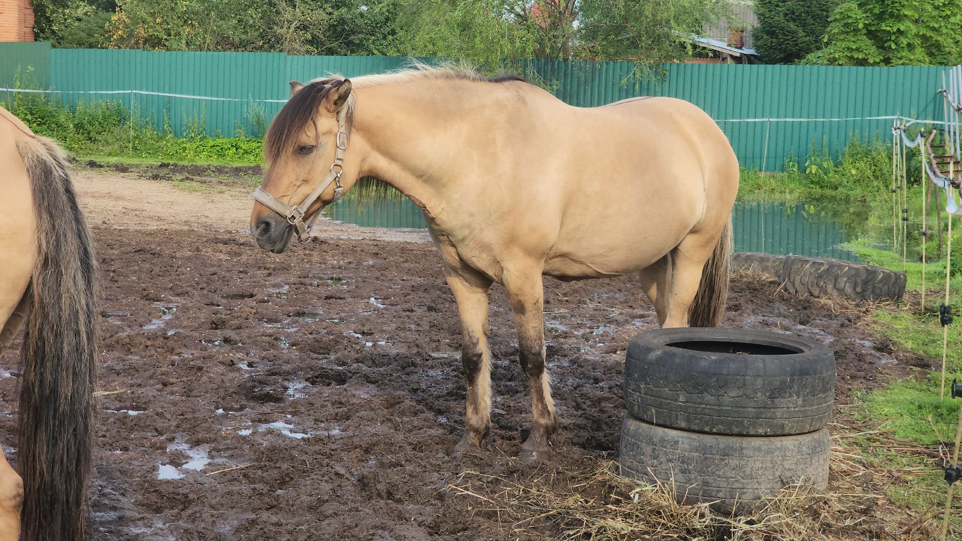 Конный клуб, Лобня , конная школа, Езда на лошадях,