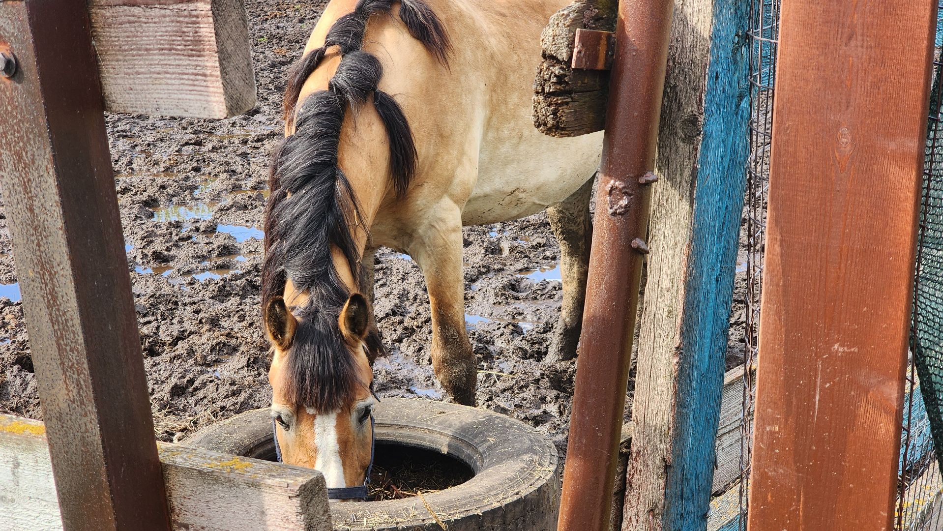 Конный клуб, Лобня , конная школа, Езда на лошадях,