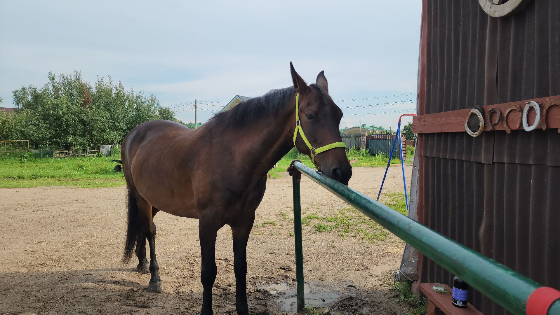 Конный клуб, Лобня , конная школа, Езда на лошадях,