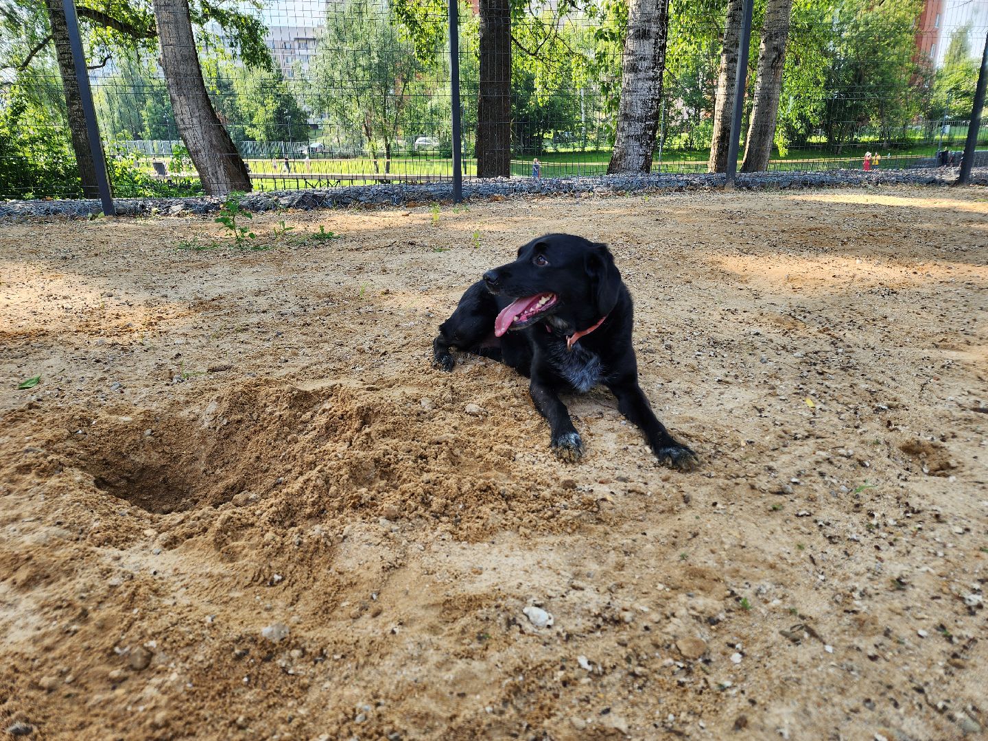 чехов, улица ильича, набережная реки теребенка, площадка для выгула собак, игровые элементы, прогулки и занятия с собаками, огороженная зона, скамейки и урны, благоустройство набережной, госпрограмма московской области, формирование комфортной городской среды,