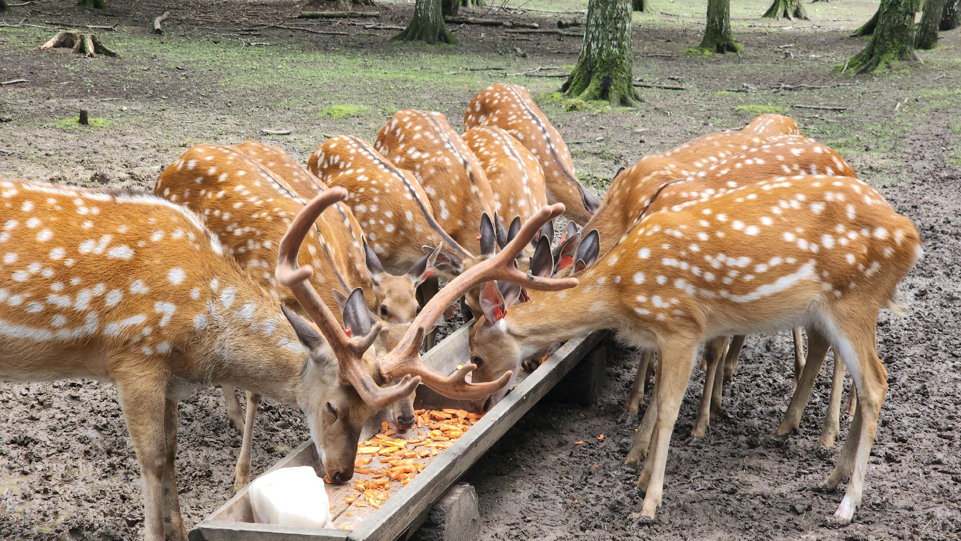мытищи, лосиный остров,