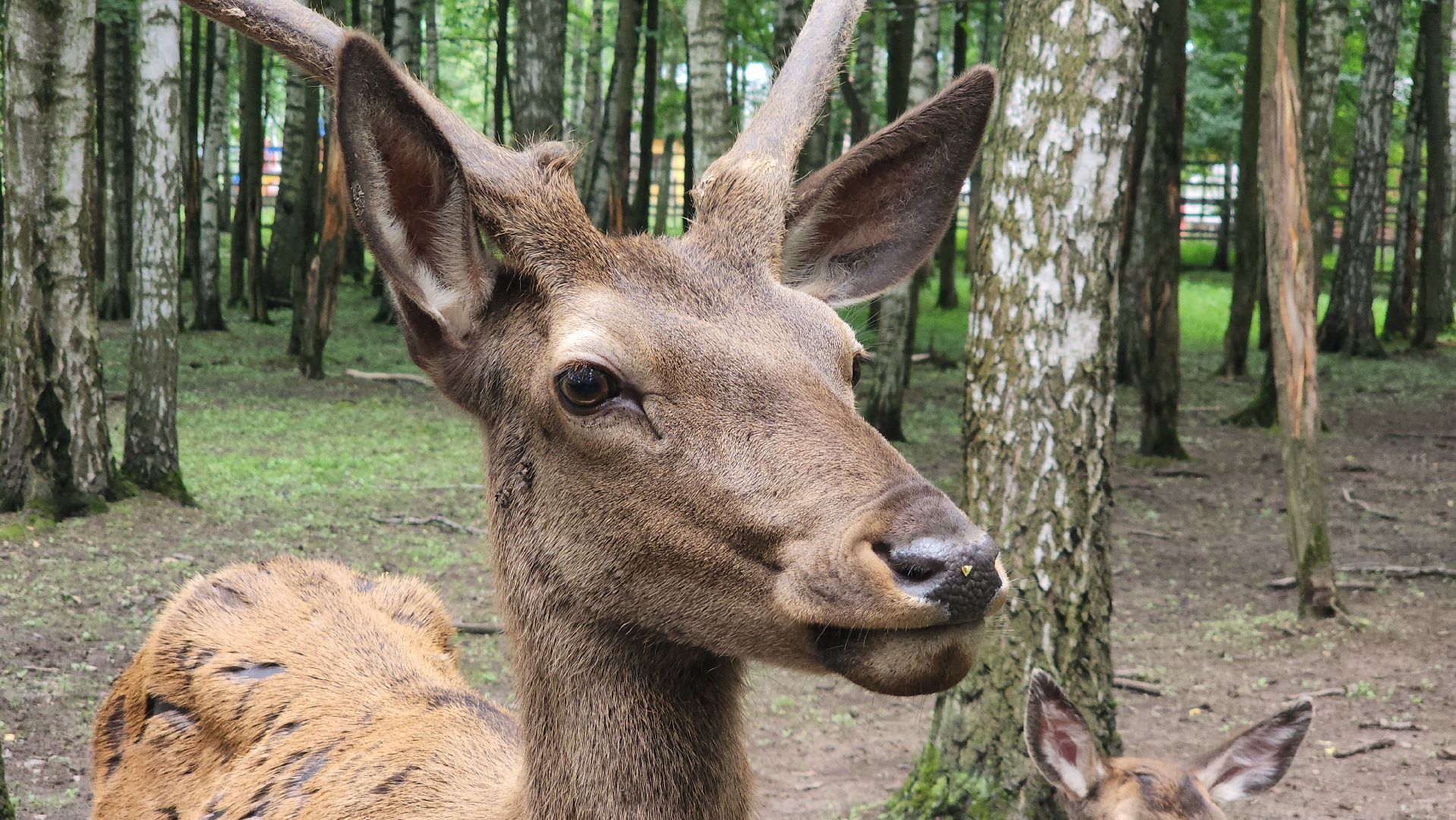 мытищи, лосиный остров,