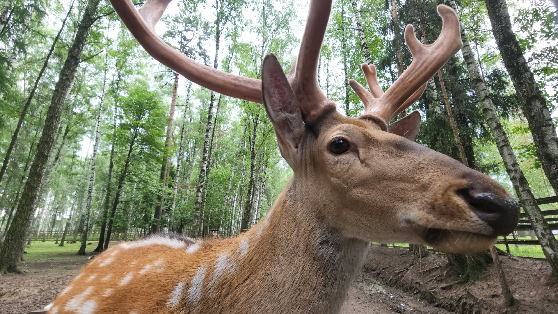 мытищи, лосиный остров,