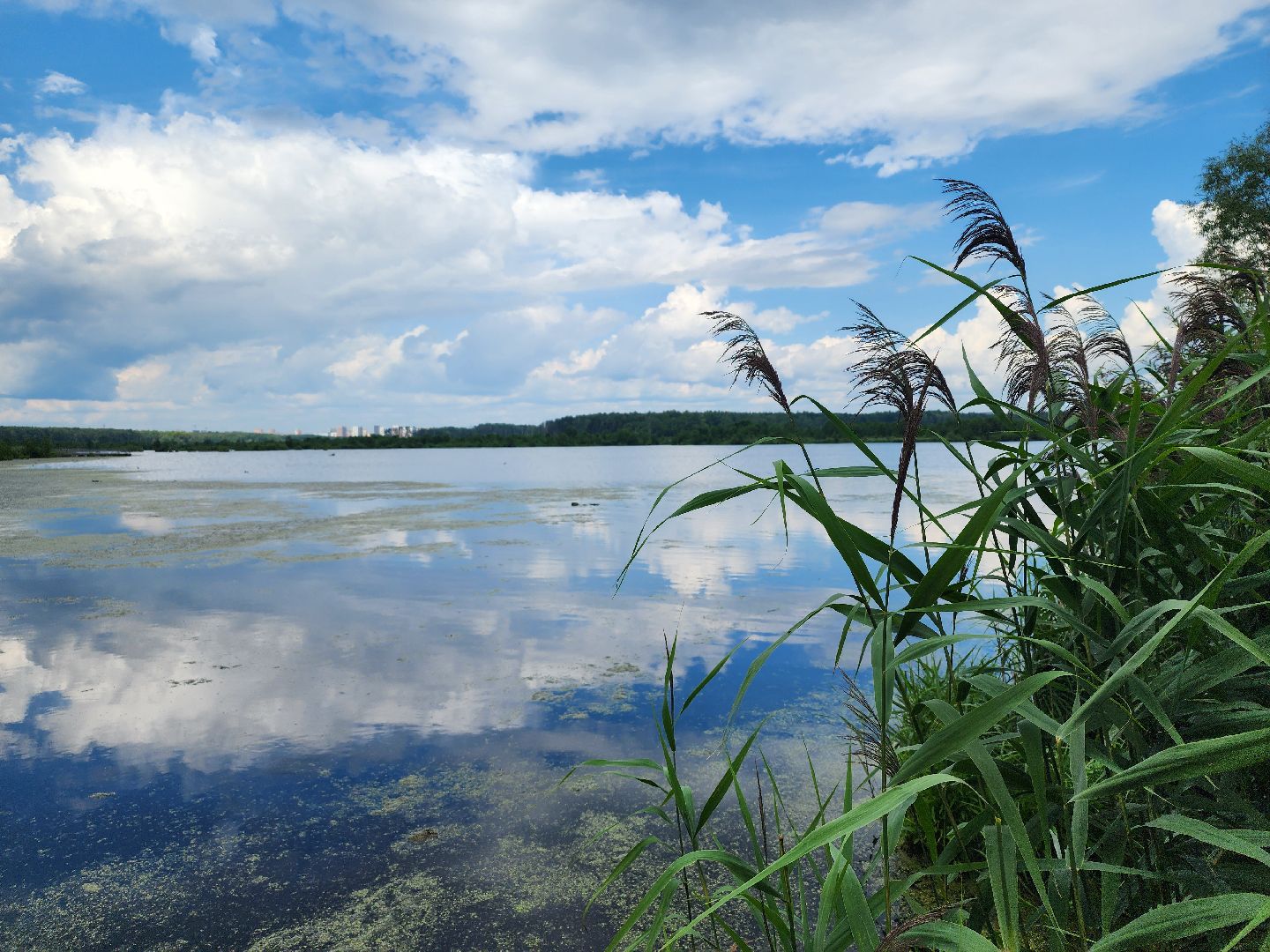 мытищи, лосиный остров,