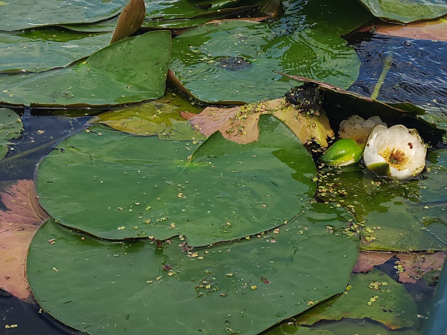 мытищи, лосиный остров,