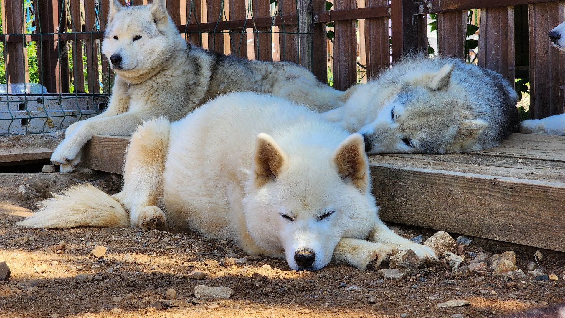 Руза, хаски-деревня, рузская аляска,