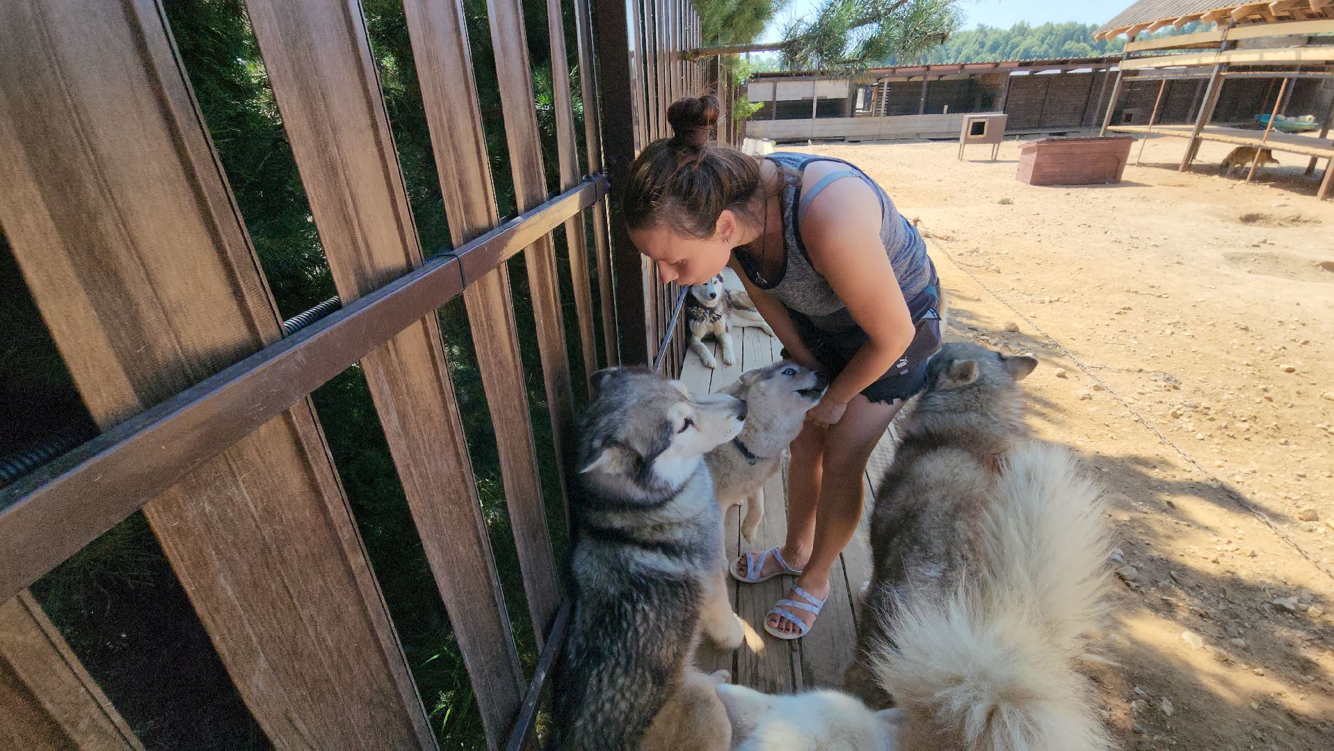 Руза, хаски-деревня, рузская аляска,