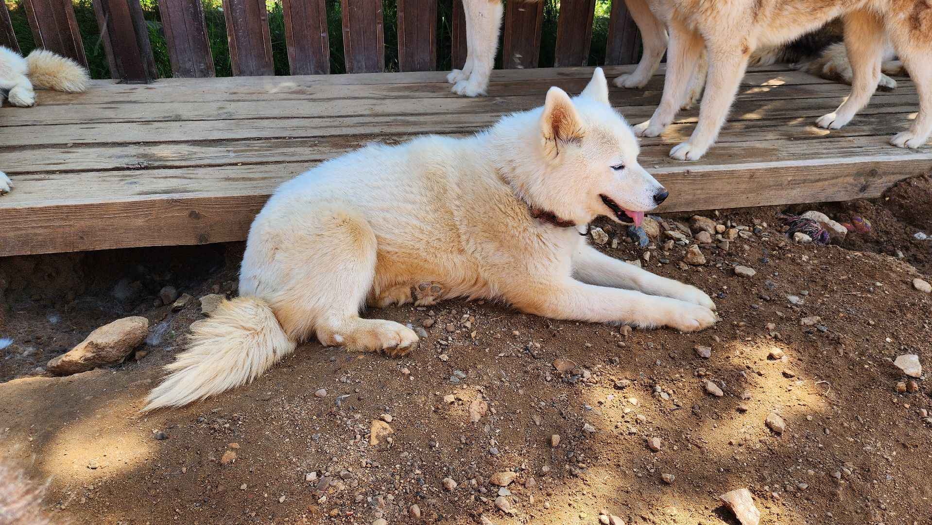 Руза, хаски-деревня, рузская аляска,