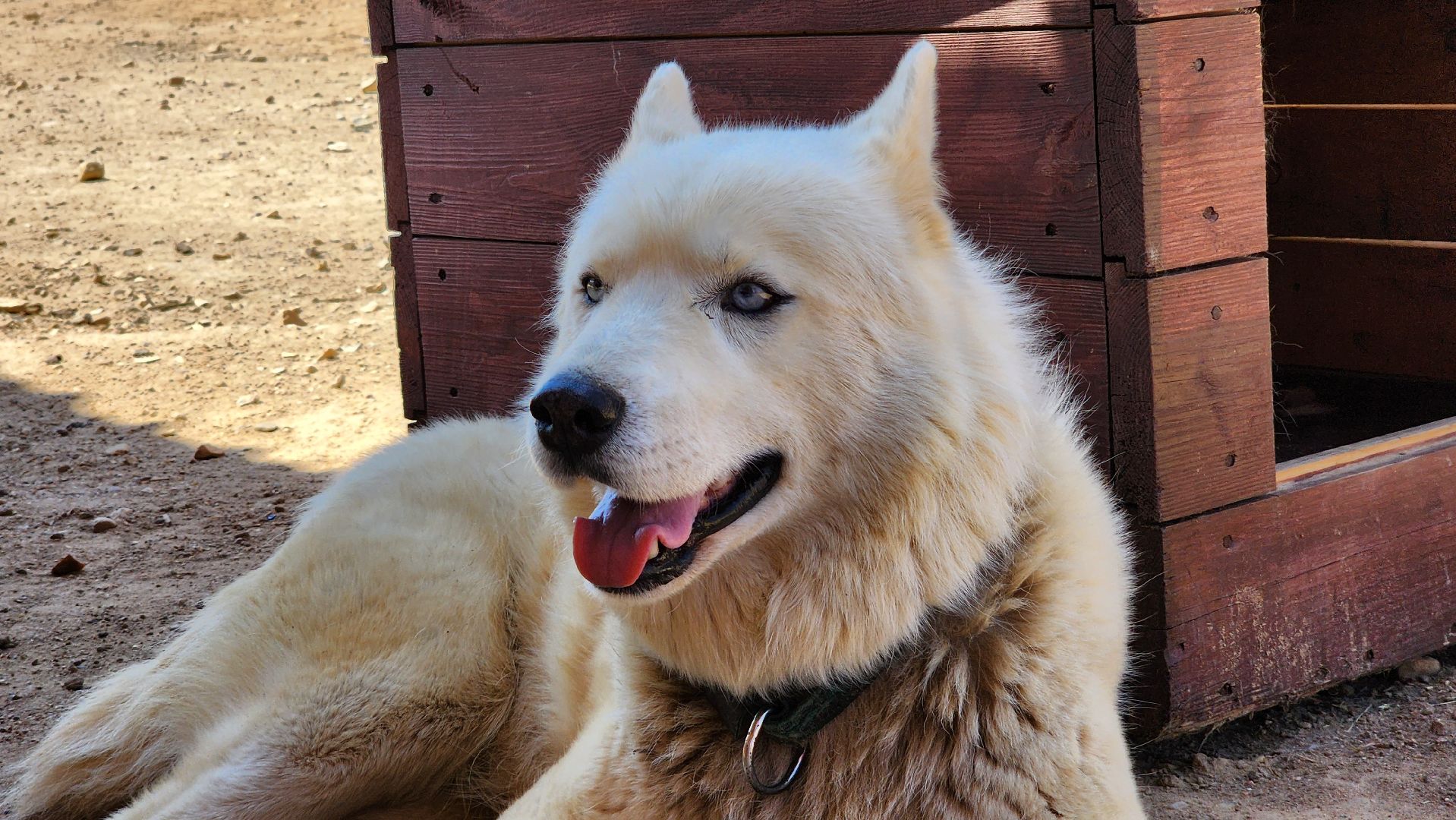 Руза, хаски-деревня, рузская аляска,