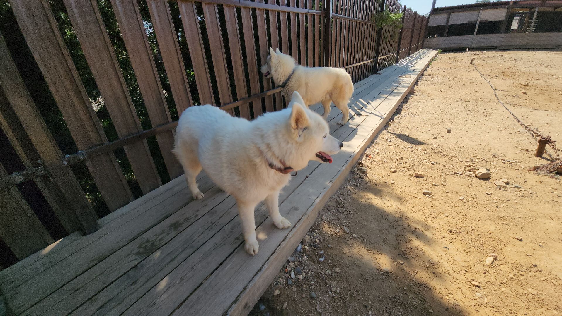 Руза, хаски-деревня, рузская аляска,