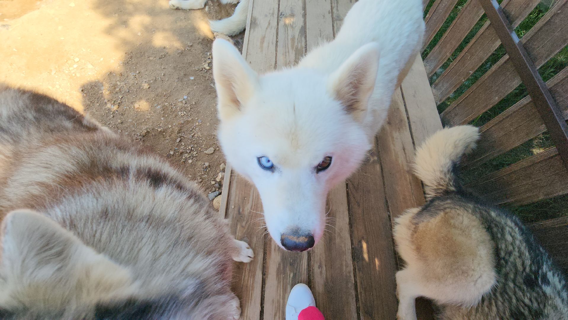 Руза, хаски-деревня, рузская аляска,