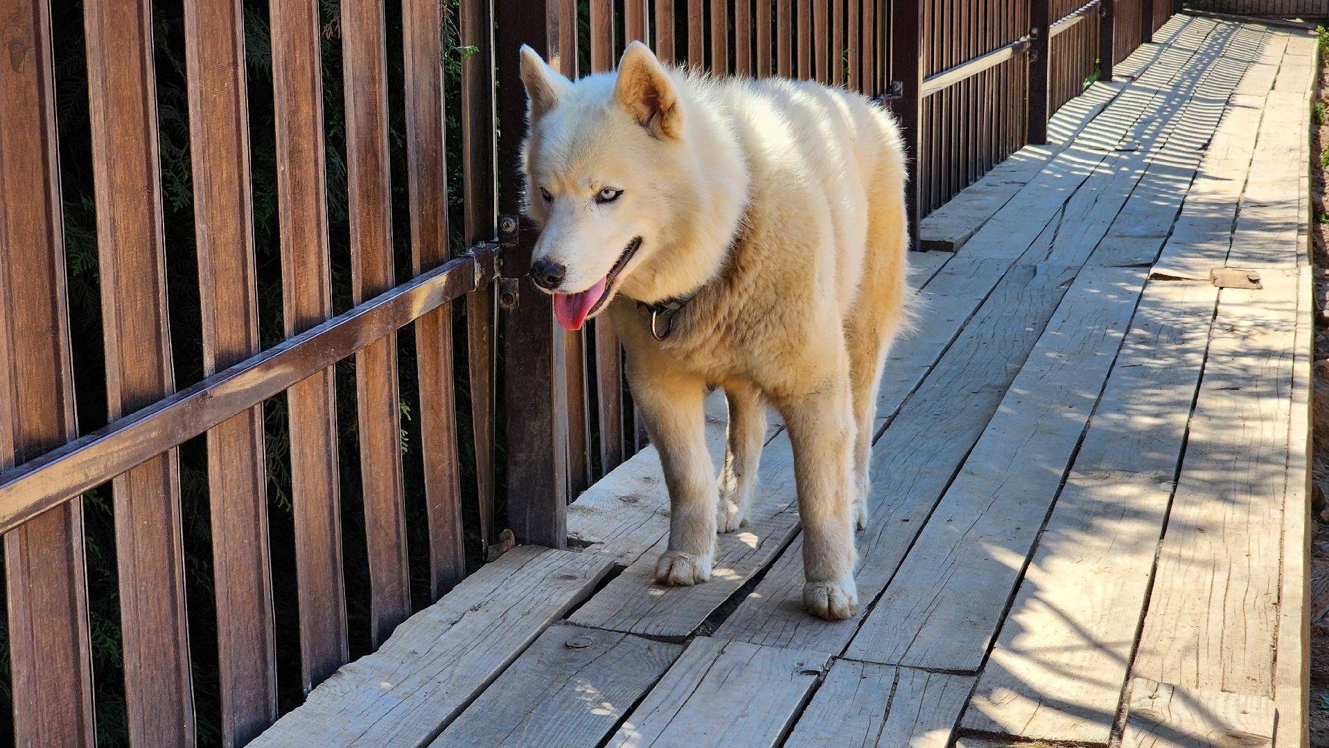 Руза, хаски-деревня, рузская аляска,