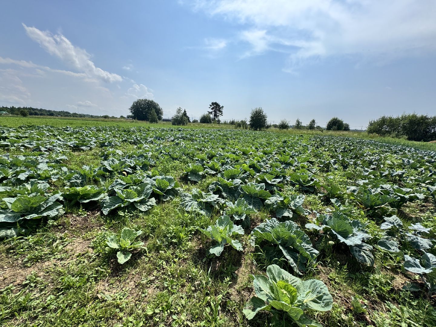 шаховская, сельское хозяйство, голубика,
