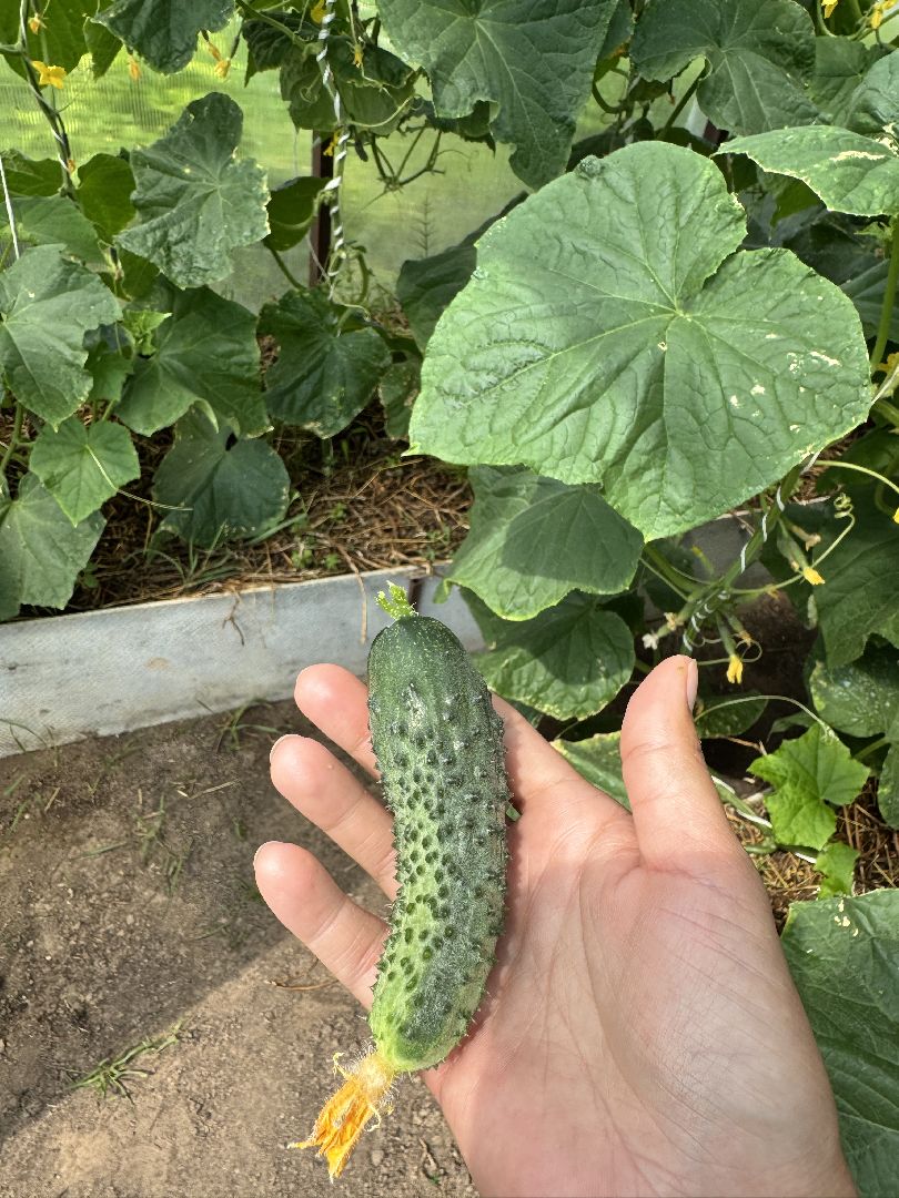 шаховская, сельское хозяйство, голубика,