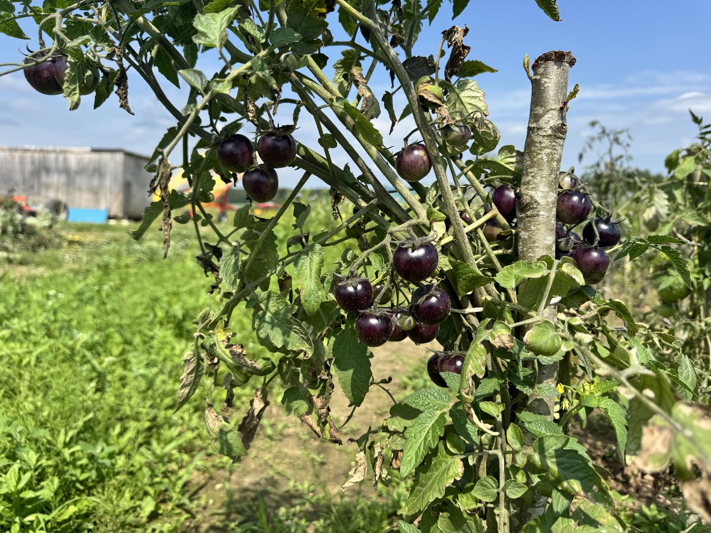 шаховская, сельское хозяйство, голубика,