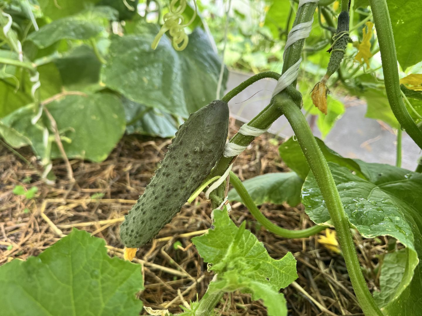 шаховская, сельское хозяйство, голубика,