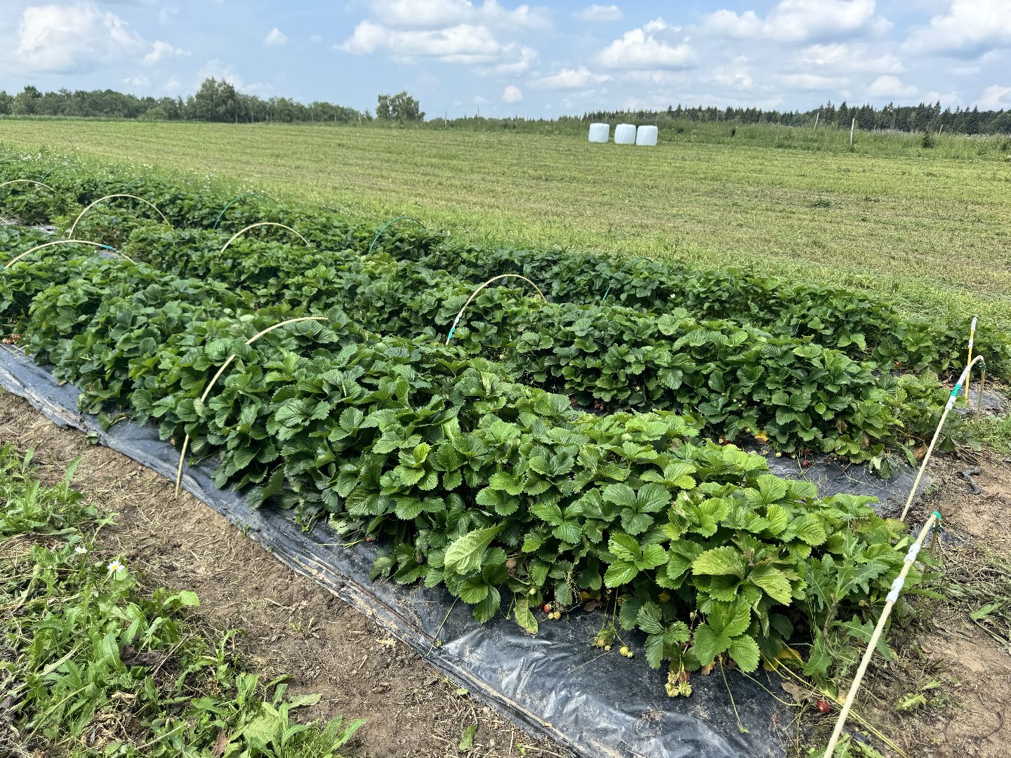 шаховская, сельское хозяйство, голубика,