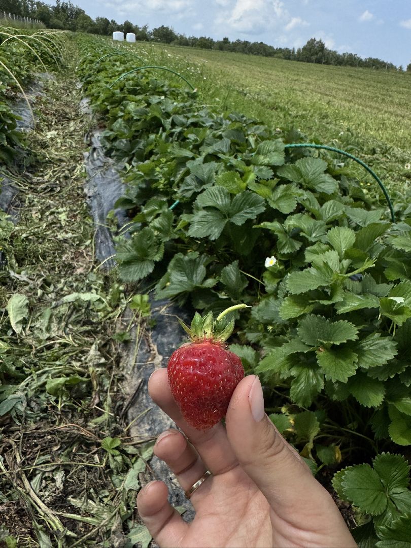 шаховская, сельское хозяйство, голубика,