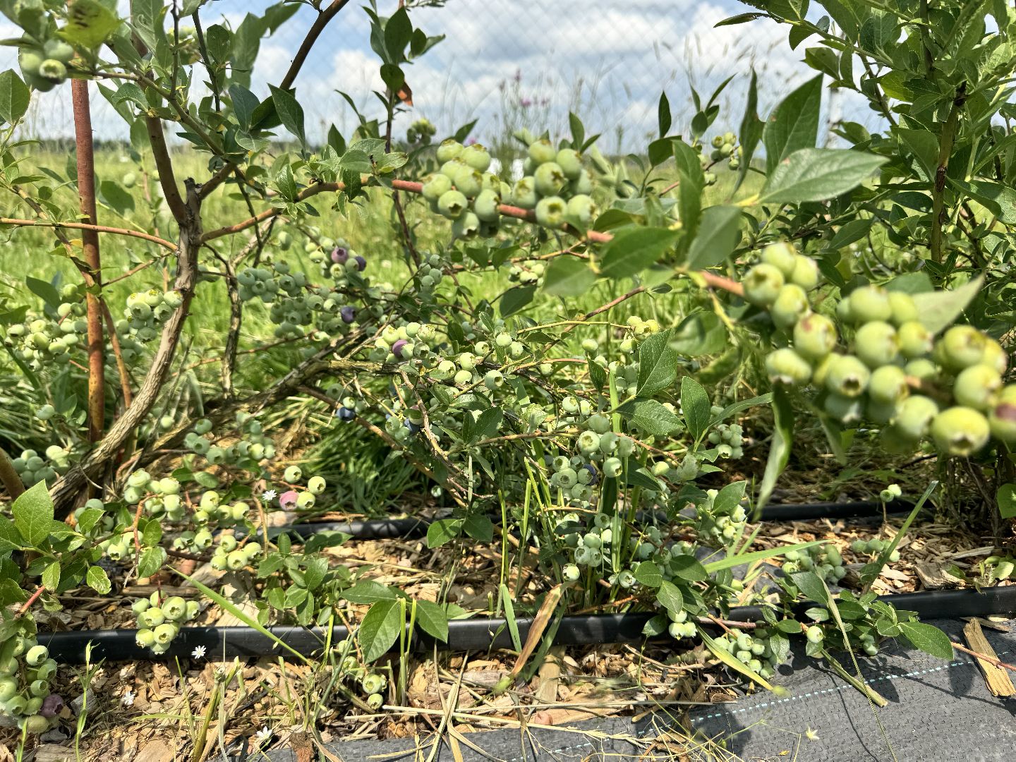 шаховская, сельское хозяйство, голубика,