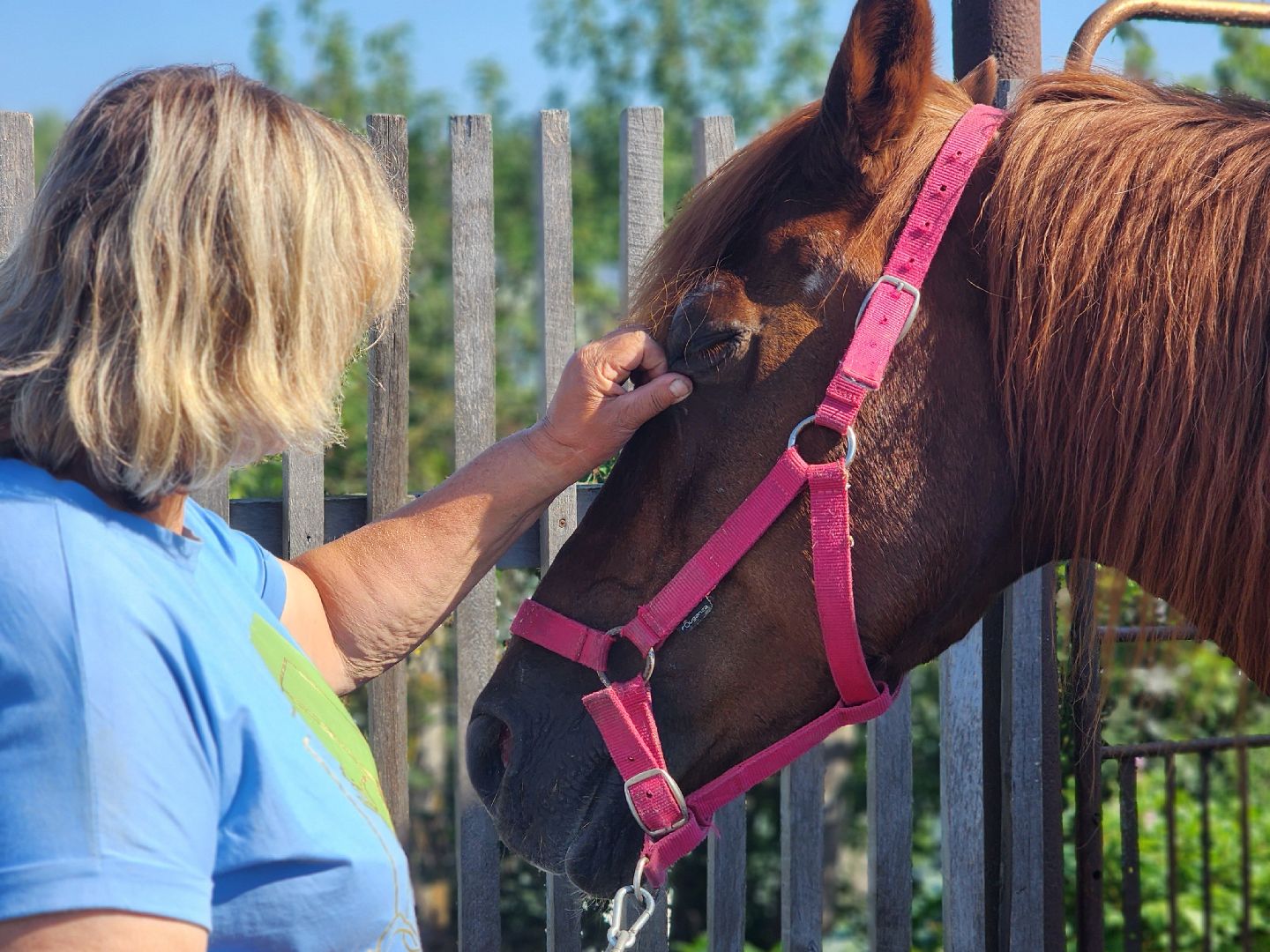дубна, верховая езда, конный клуб, лошади, иппотерапия,