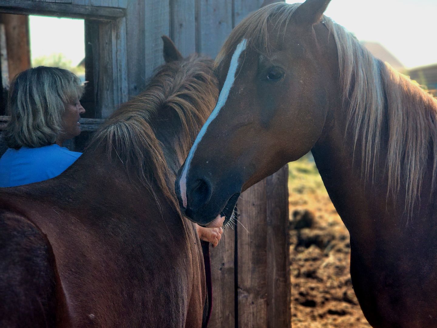 дубна, верховая езда, конный клуб, лошади, иппотерапия,