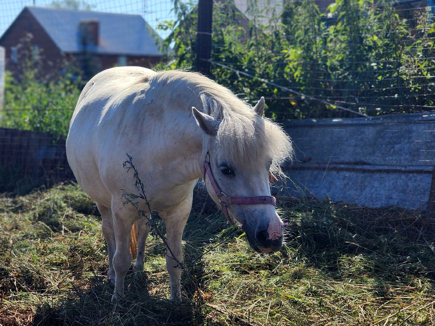 дубна, верховая езда, конный клуб, лошади, иппотерапия,