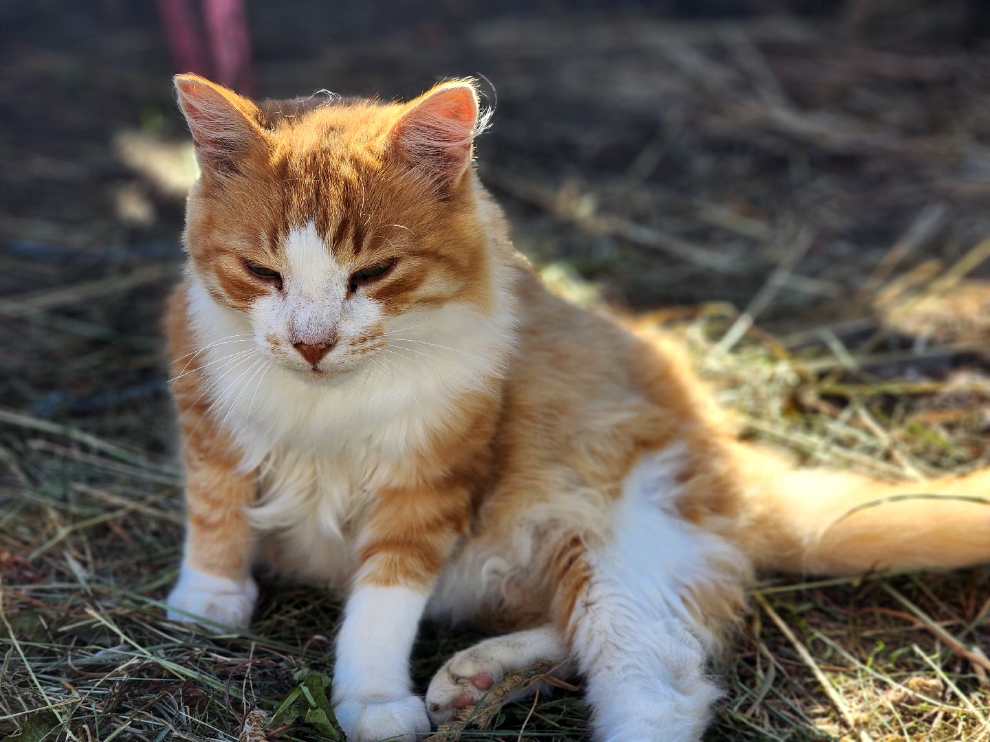 дубна, верховая езда, конный клуб, лошади, иппотерапия,