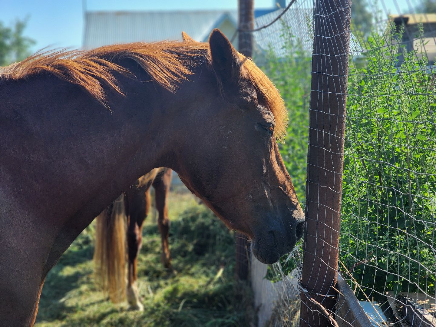 дубна, верховая езда, конный клуб, лошади, иппотерапия,