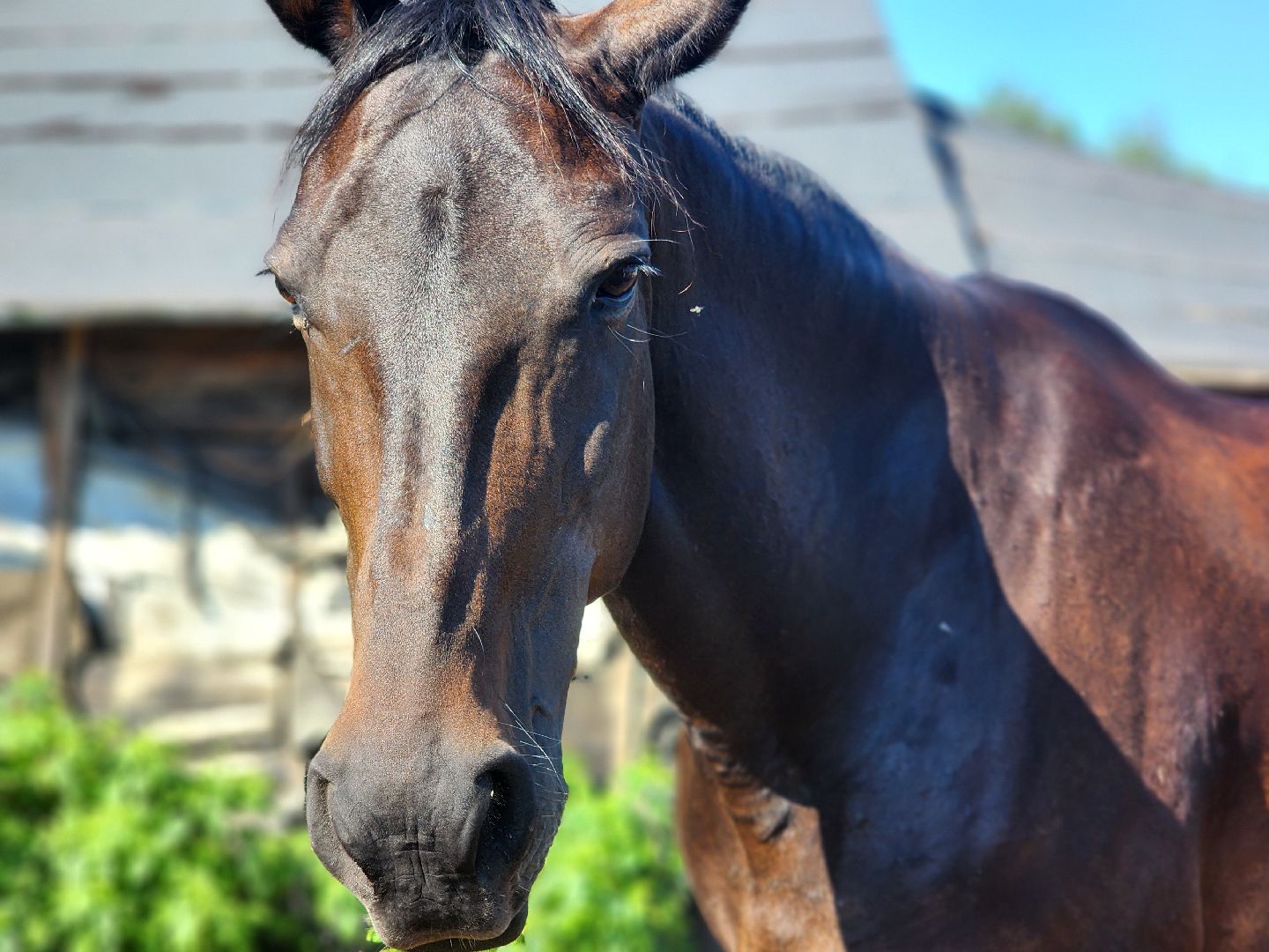 дубна, верховая езда, конный клуб, лошади, иппотерапия,