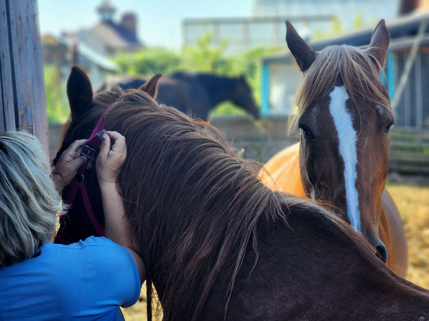 дубна, верховая езда, конный клуб, лошади, иппотерапия,