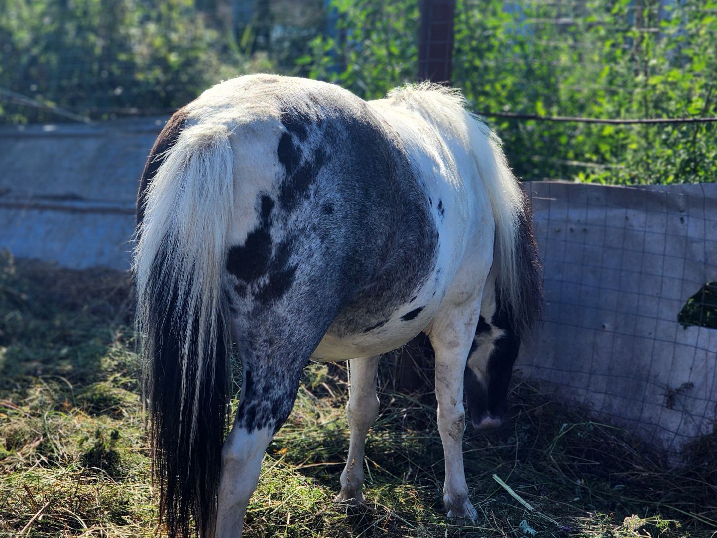 дубна, верховая езда, конный клуб, лошади, иппотерапия,