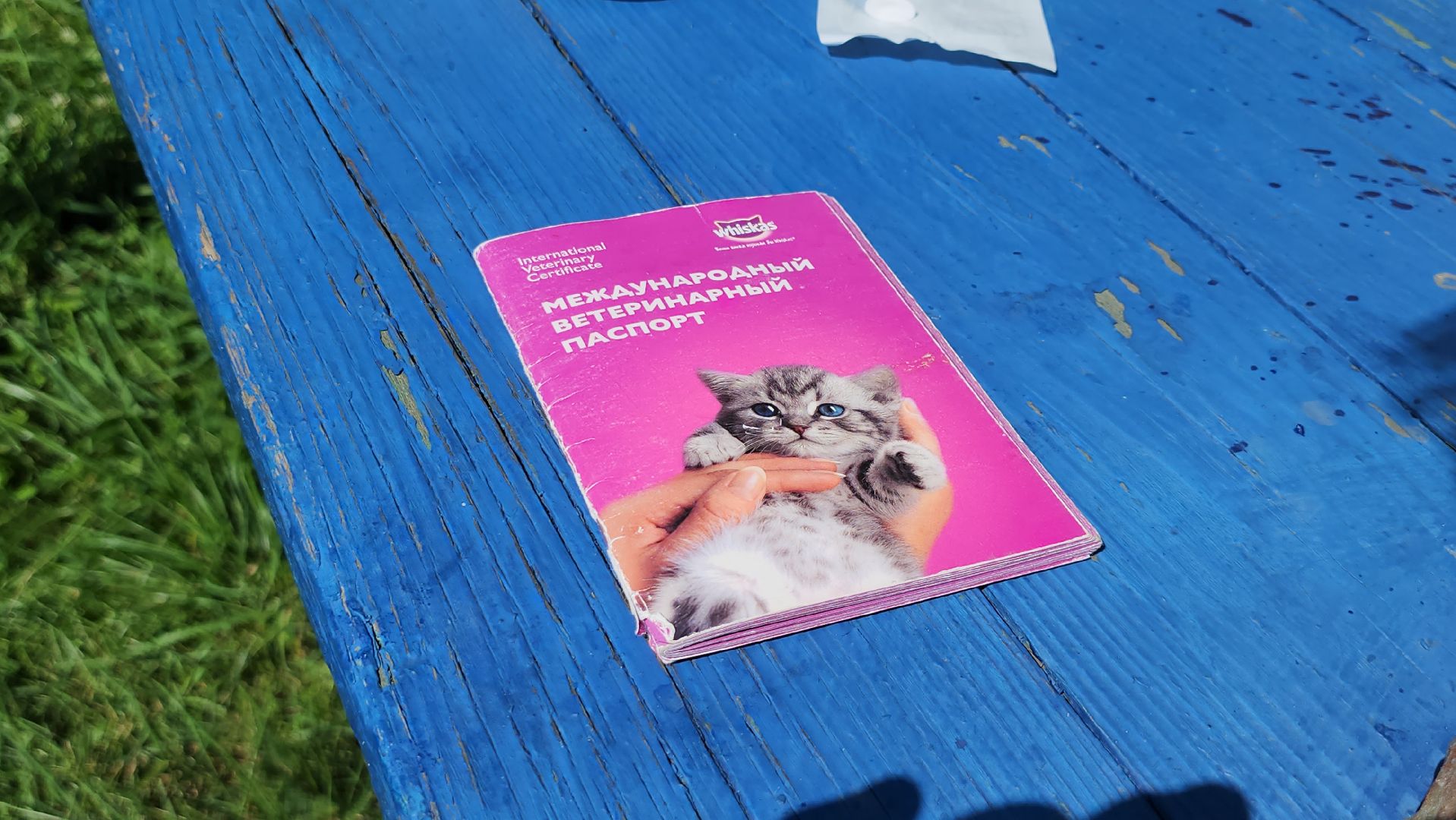 щёлково, выездная вакцинация, вакцинация животных, чипирование домашних животных,