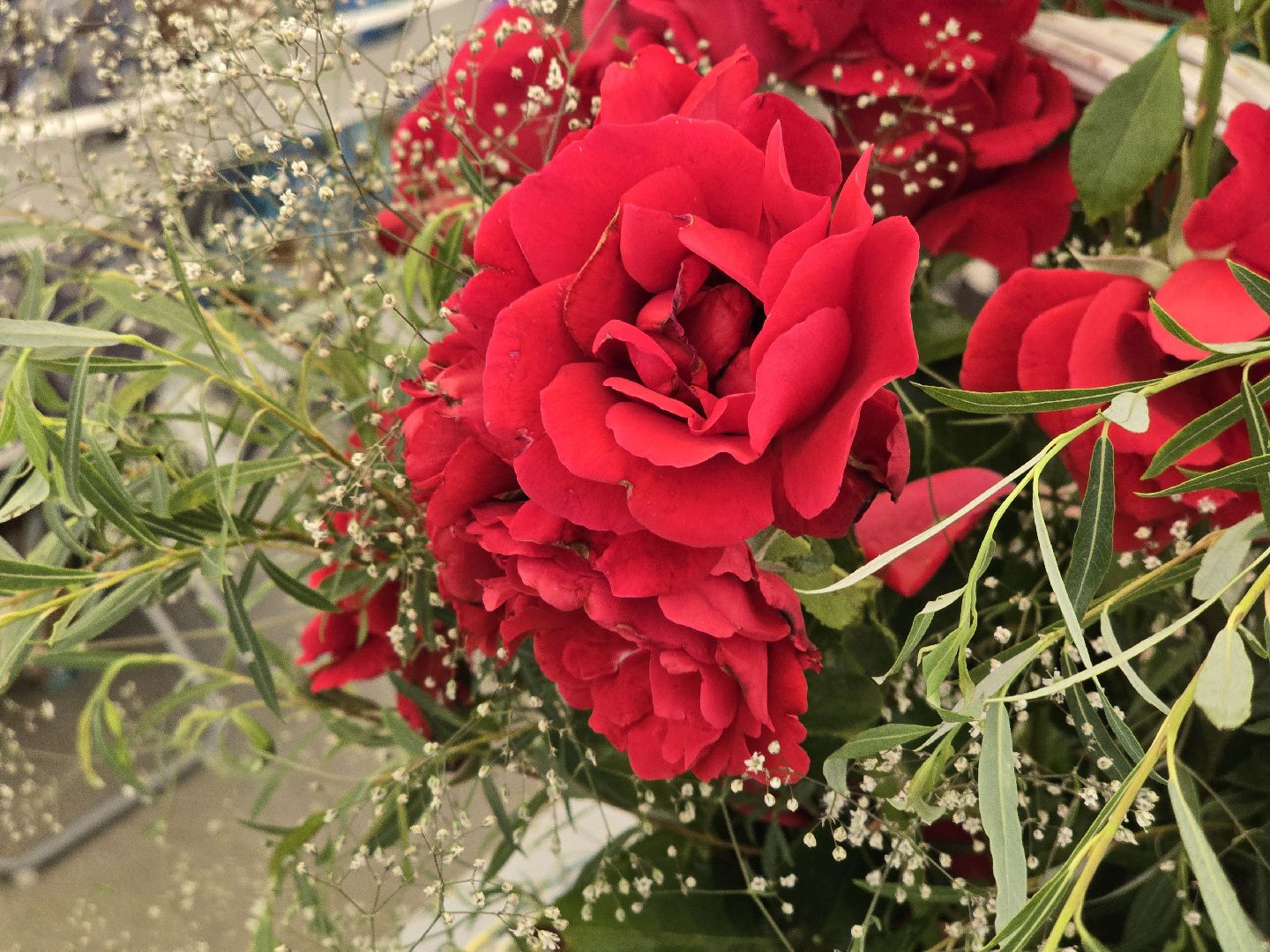 Коломна, цветы, выставка ,